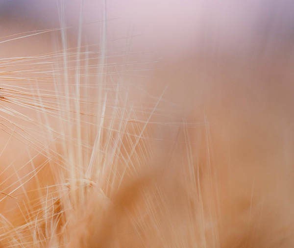 close-up piece of wheat